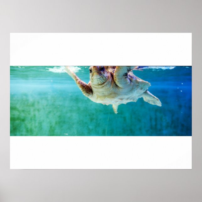 Affiche Caretta #5 (Devant)