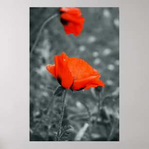 Affiche clé de couleur Poppy