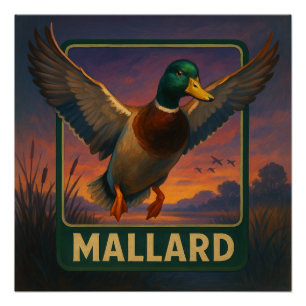Affiche Colvert