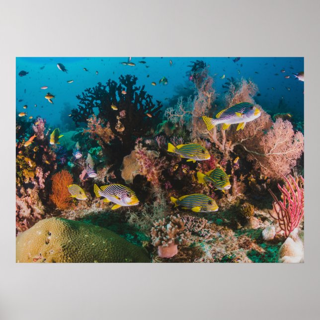 Affiche Coral Reef (Devant)