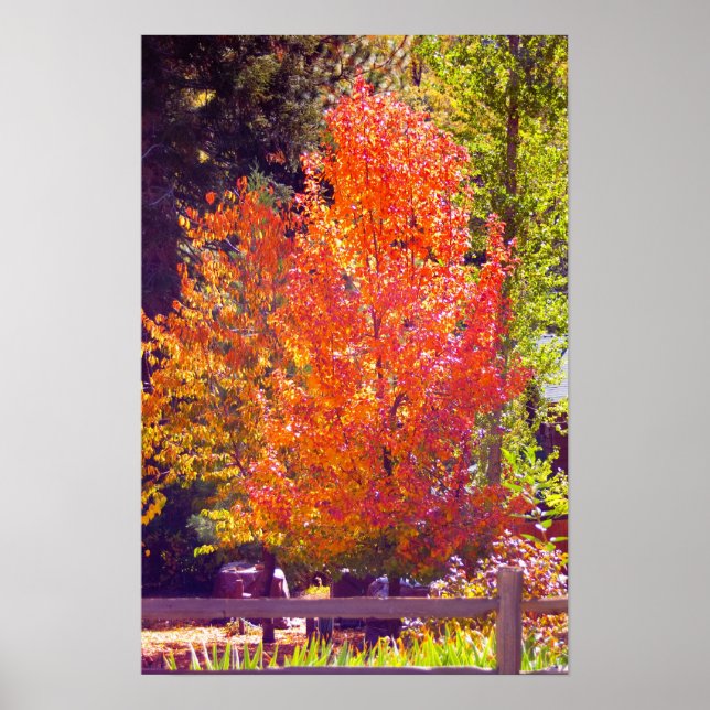 Affiche Couleurs d'automne 2 (Devant)