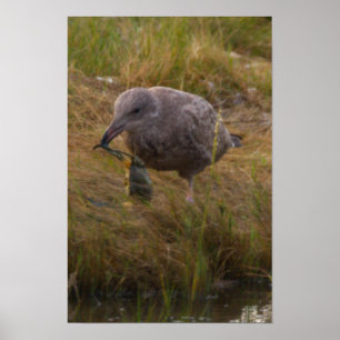 Affiche Crabe Attrapé Oiseau