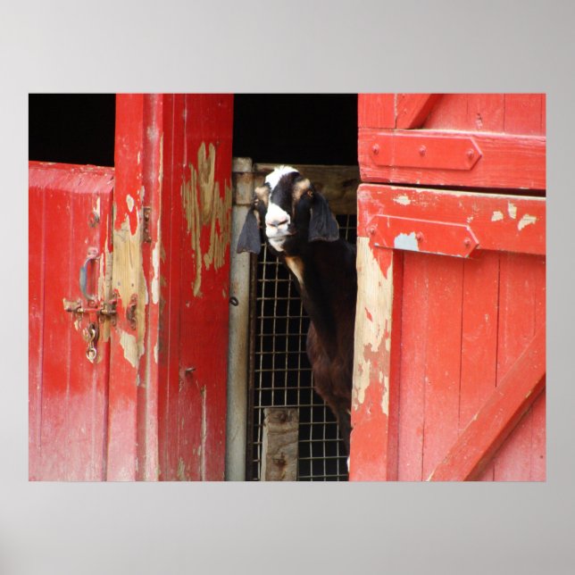 Affiche curieuse de chèvre (Devant)