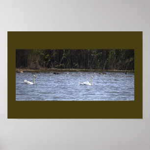 Affiche Cygnes sur l'étang