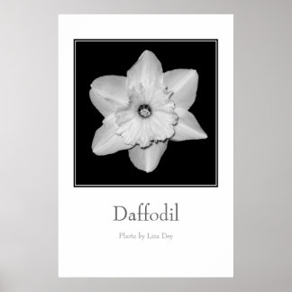 Affiche 'Daffodil'