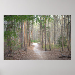 Affiche d'allée rangée d'arbres