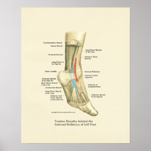 Affiche d'anatomie de tendons de pied et de