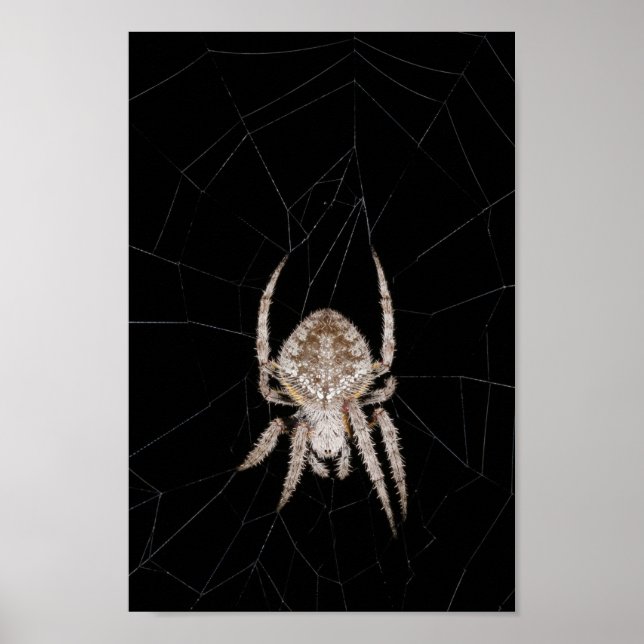 Affiche d'araignée tisseuse d'orbe (Devant)