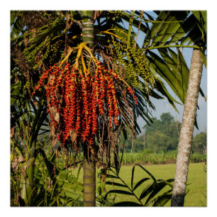 Affiche d'art carré Tropical Palm Fruit Bali Squar