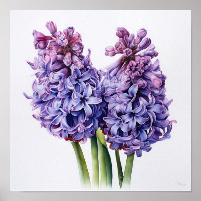 Affiche d'art de fleur de jacinthe violette (Devant)