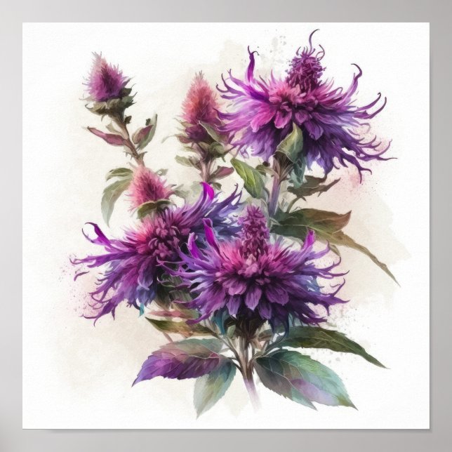 Affiche d'art de fleur de monarde pourpre (Devant)