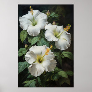 Affiche d'art de fleur d'Hibiscus blanc