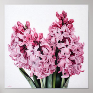 Affiche d'art de fleur d'hyacinthe rose