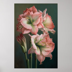 Affiche d'art de la fleur d'amaryllis rose