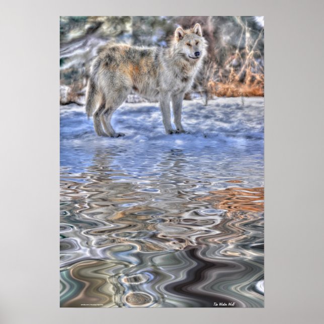 Affiche d'art faunique pour le loup arctique, la n (Devant)