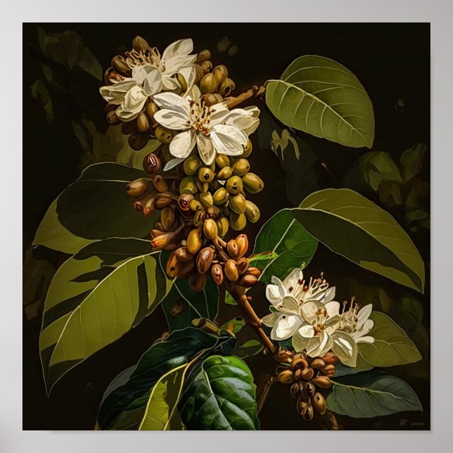 Affiche d'art Fleurs de café blanches (Devant)