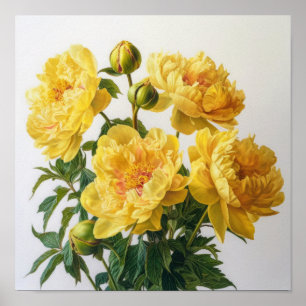 Affiche d'art floral de pivoines jaunes