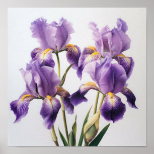 Affiche d'art floral Iris violets