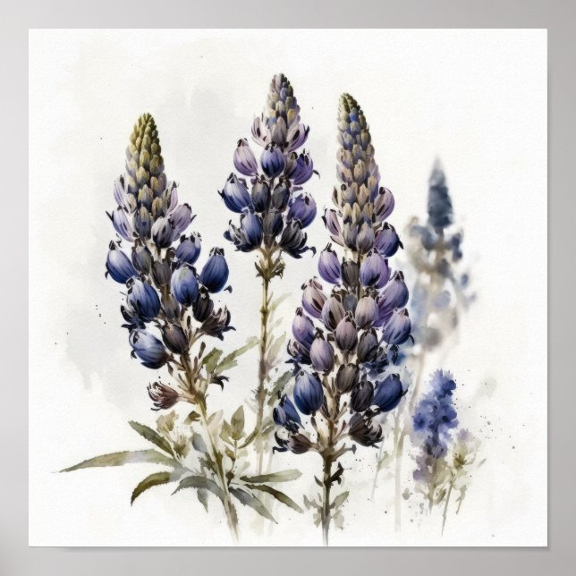 Affiche d'art imprimée de fleur de lupin bleu (Devant)
