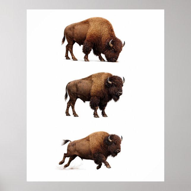 Affiche d'art mural de la faune de bison (Devant)