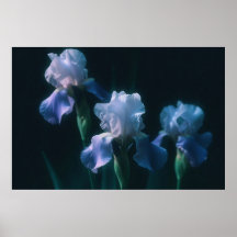 Affiche d'art mural floral Iris Bleu