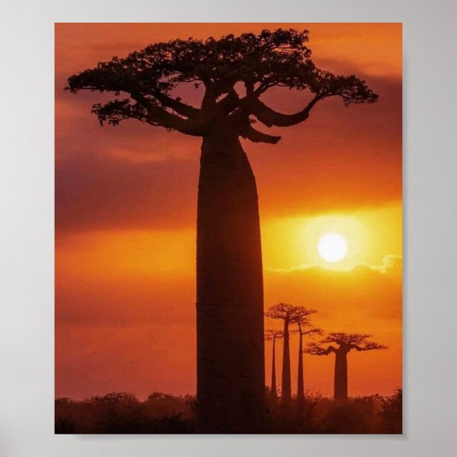 affiche de baobab (Devant)