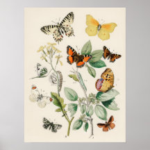 Affiche de belle impression de papillon de nature