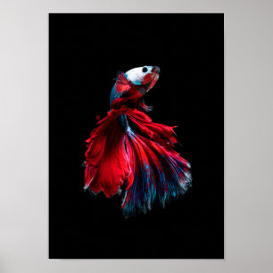 affiche de betta fish