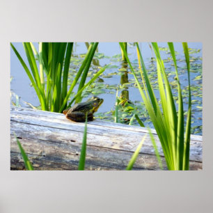 Affiche de bonheur de grenouille mugissante