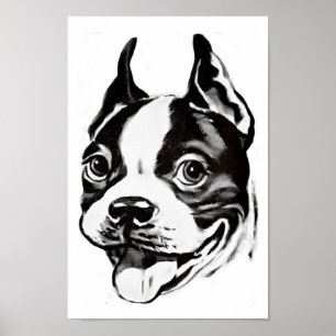 Affiche de Boston Terrier