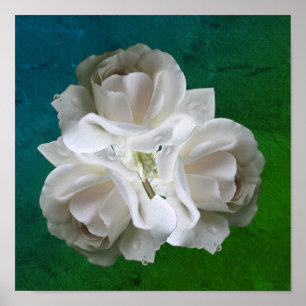 Affiche de bouquet de roses blanches avec gouttes