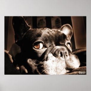 Affiche de Bulldogge Français par Bullylicious