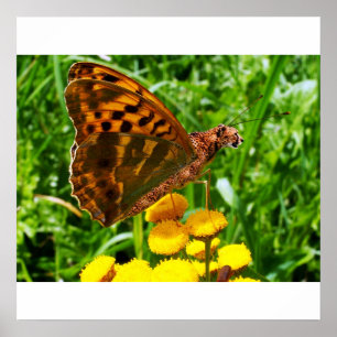 Affiche de Buttercheeta