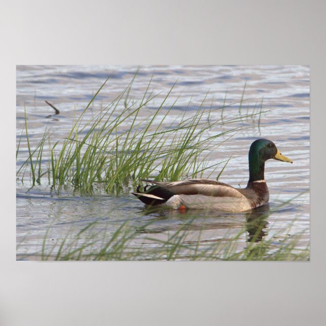 Affiche de canard colvert (Devant)