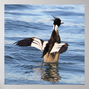 Affiche de canard écartant les ailes