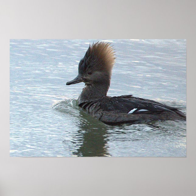 Affiche de canard Harle couronné (Devant)