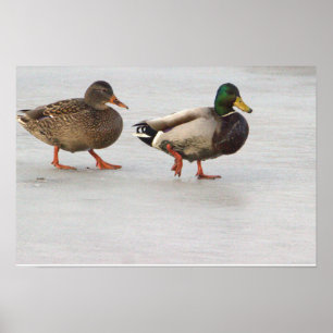 Affiche de canards colverts sur glace