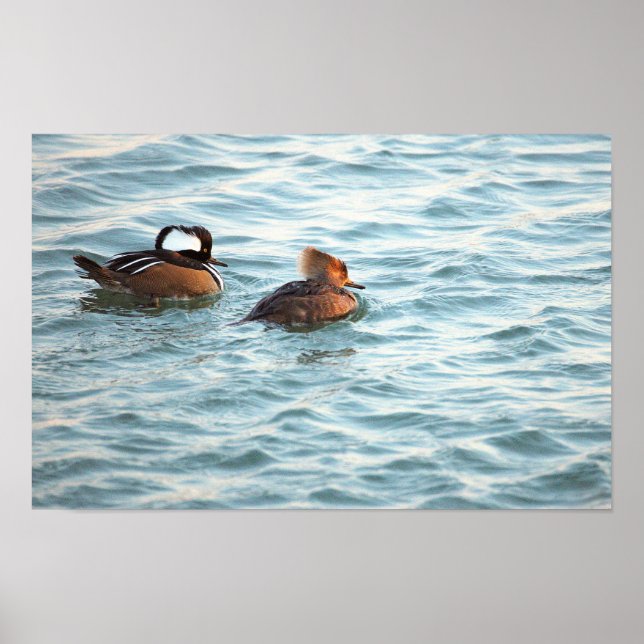 Affiche de canards harle couronné (Devant)