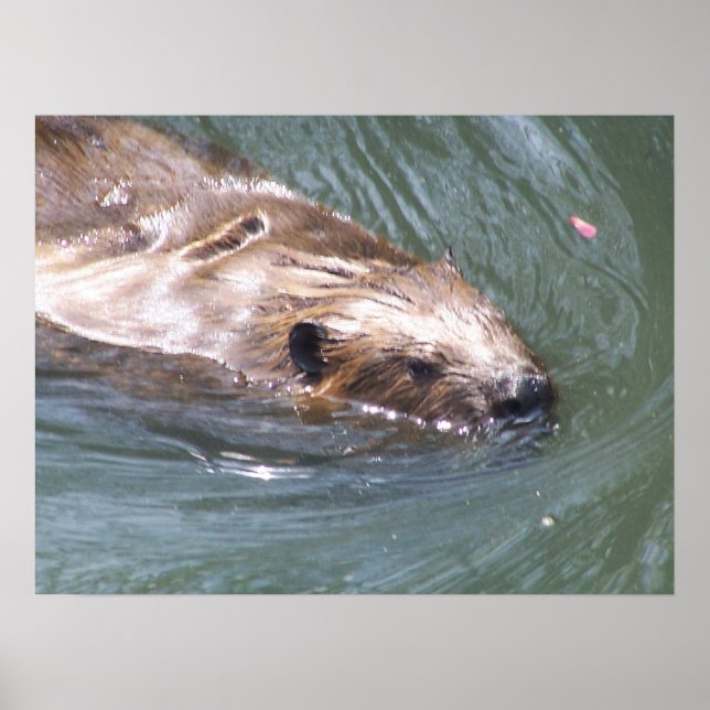 Affiche de castor (Devant)