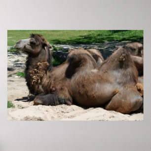 Affiche de chameau
