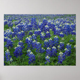 Affiche de champ de Bluebonnets