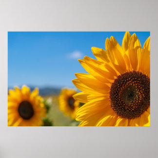 Affiche de champ de tournesols