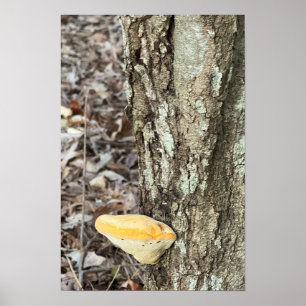 Affiche de champignon d'arbre