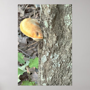 Affiche de champignon d'arbre
