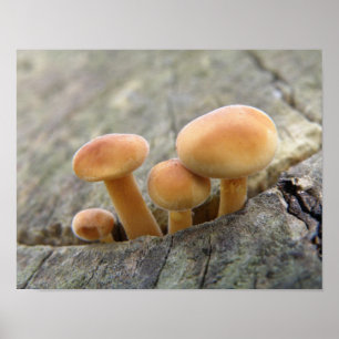 Affiche de champignons sur un tronc d'arbre