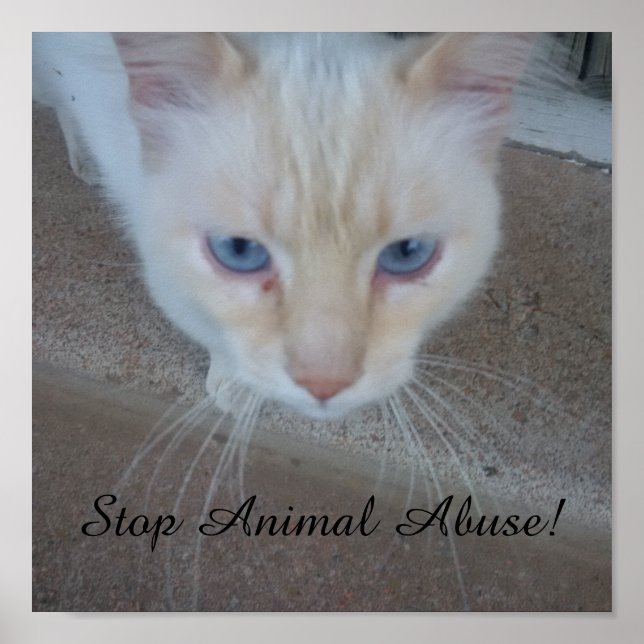 Affiche de chat (Devant)
