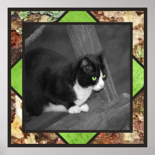 Affiche de chat de basse-cour