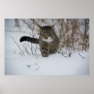 affiche de chat d'hiver