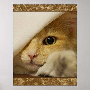 Affiche de chaton jaune mignon