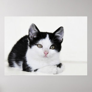 Affiche de chaton pensif noir et blanc